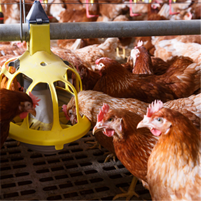 Kiểm soát Salmonella trong chăn nuôi gà thịt giống