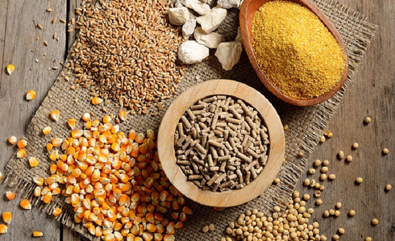 Acid hữu cơ trong chăn nuôi: Giải pháp sinh học an toàn