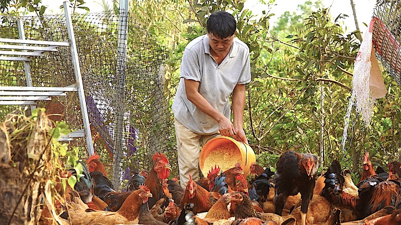 Tăng chất lượng thịt và trứng nhờ sử dụng thảo dược trong chăn nuôi