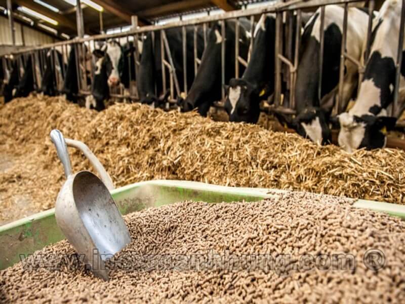 Tự phối trộn thức ăn chăn nuôi hiệu quả tại trang trại