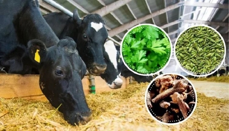 Thảo dược trong chăn nuôi: Xu hướng thay thế kháng sinh an toàn và hiệu quả